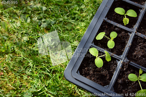 Image of Cucamelon seedlings growing in a seed tray