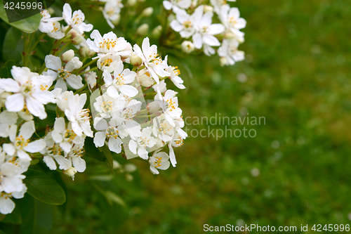 Image of Fragrant white choisya flowers against green grass background