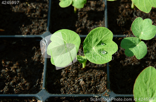 Image of Nasturtium seedling with water droplets