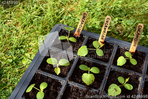 Image of Cucamelon seedlings developing true leaves 