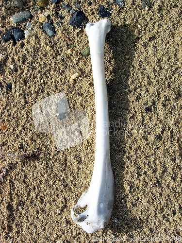 Image of Bone on the sand