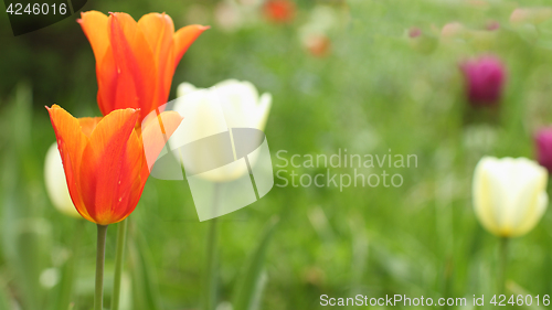 Image of  Red Tulips close to