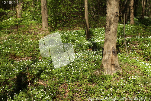 Image of  White wood anemone flowers Spring primroses 