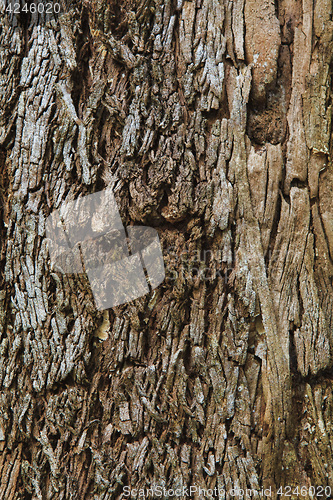 Image of Closeup of the bark of an old tree