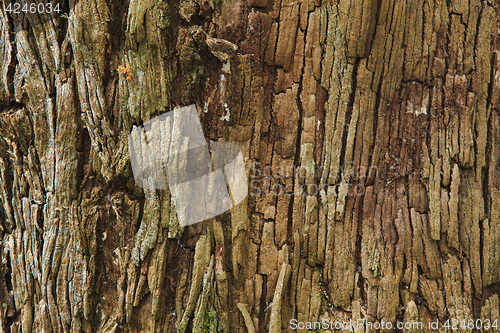 Image of Closeup of the bark of an old tree