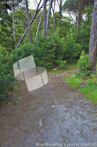 Image of Road in a green forest in the spring