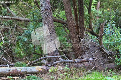 Image of green forest in the spring