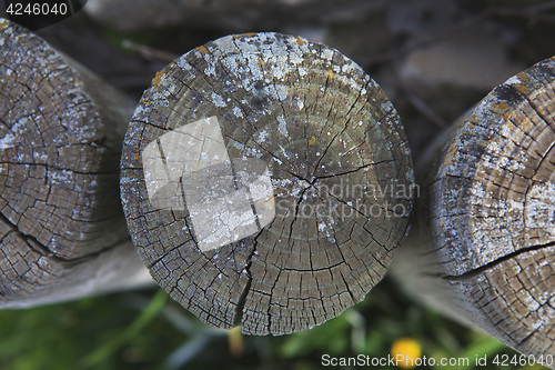 Image of Top view of a cut tree