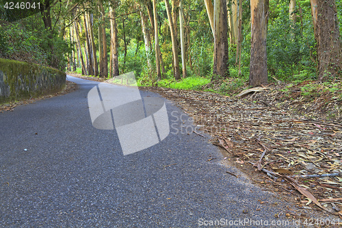 Image of Road in a green forest in the spring