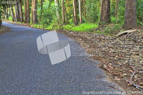 Image of Road in a green forest in the spring