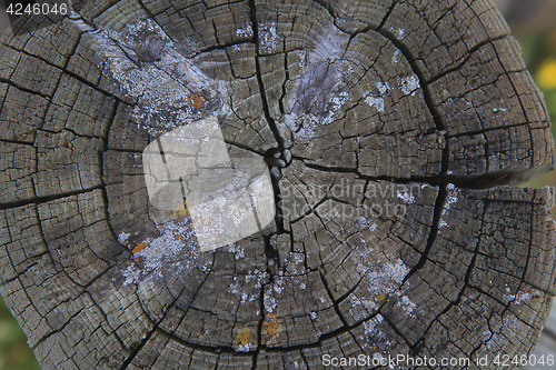 Image of Top view of a cut tree