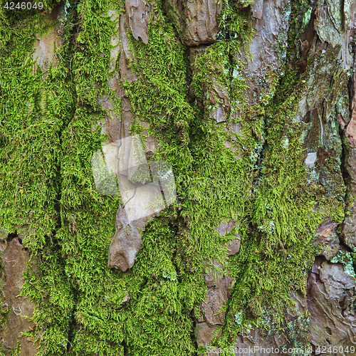 Image of Closeup of the bark of an old tree