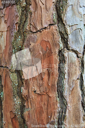 Image of Closeup of the bark of an old tree