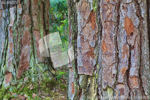 Image of Closeup of the bark of an old tree