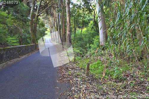 Image of Road in a green forest in the spring