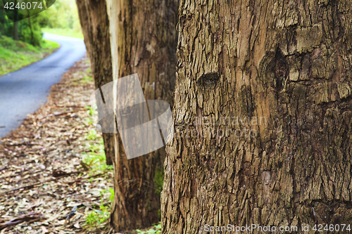 Image of Closeup of the bark of an old tree