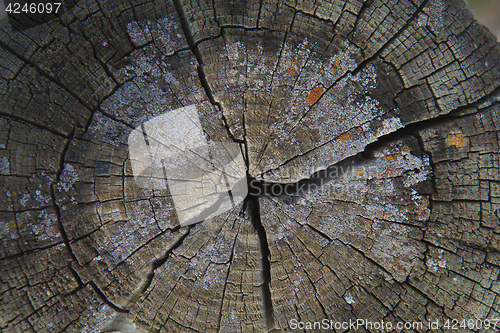 Image of Top view of a cut tree