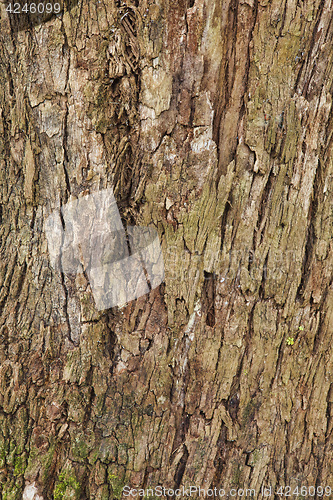 Image of Closeup of the bark of an old tree