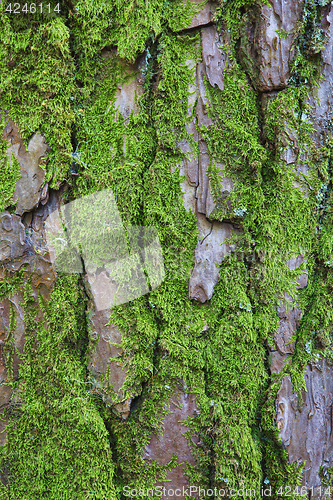 Image of Closeup of the bark of an old tree