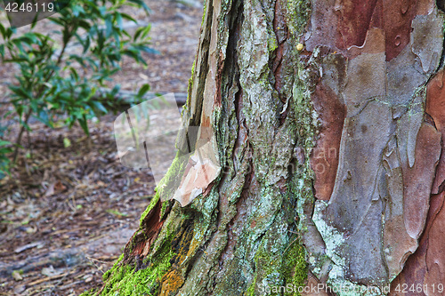 Image of Closeup of the bark of an old tree