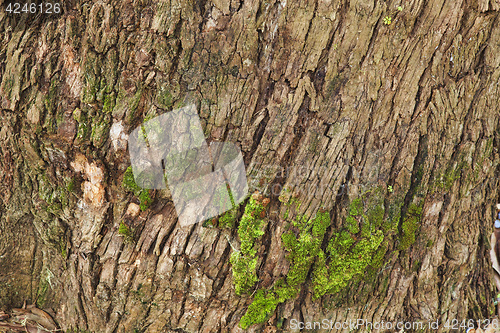 Image of Closeup of the bark of an old tree