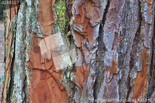 Image of Closeup of the bark of an old tree