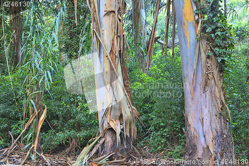 Image of green forest in the spring