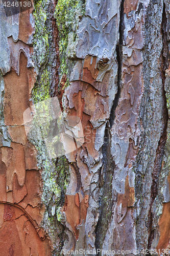 Image of Closeup of the bark of an old tree