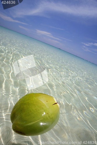 Image of Floating Coconut