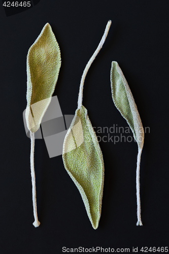 Image of Dry sage leaves (salvia)