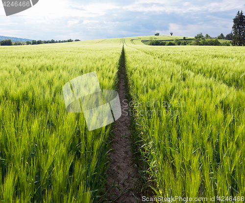 Image of Spring landscape with green field