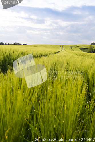 Image of Spring landscape with green field