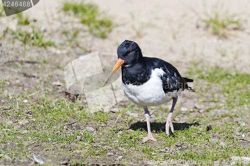 Image of Oystercatcher 