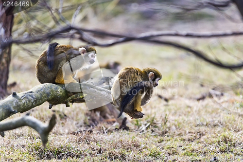 Image of Common squirrel monkey