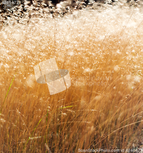 Image of Grass in summer, abstract background