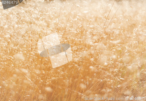 Image of Grass in summer, abstract background