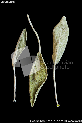 Image of Dry sage leaves (salvia)