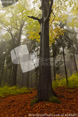 Image of Autumn forest