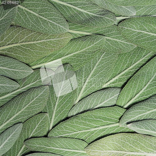 Image of Salvia (sage, also called garden sage, or common sage)