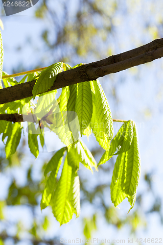 Image of green leaves of chestnut