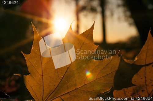 Image of fallen leaves of a maple