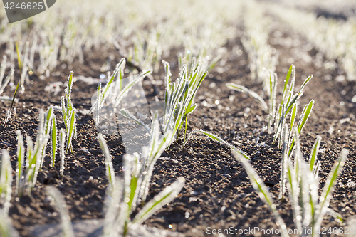 Image of agricultural plants, frost