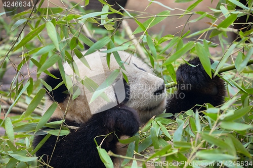 Image of Giant panda eating bamboo