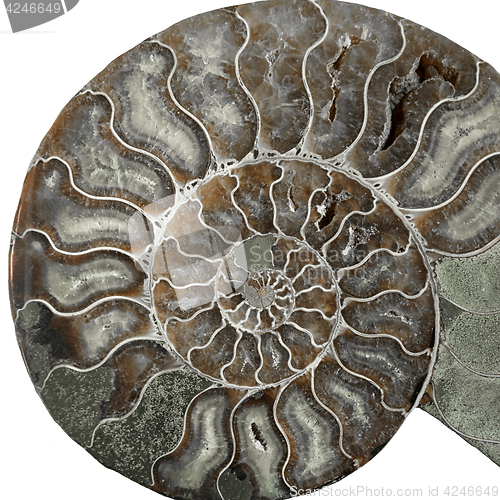 Image of Isolated background from mollusc of Nautilus