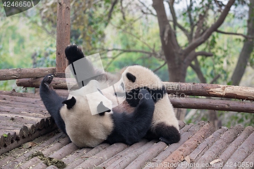 Image of Giant panda eating bamboo