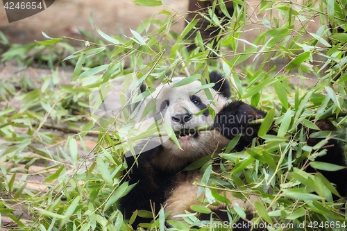 Image of Giant panda eating bamboo