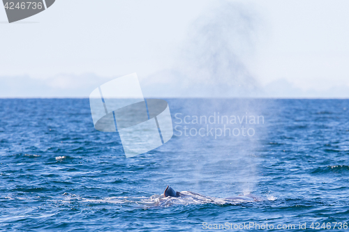 Image of Blowout of a large Sperm Whale near Iceland