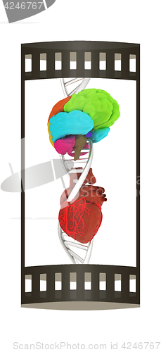 Image of DNA, brain and heart. 3d illustration. The film strip