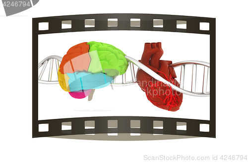 Image of DNA, brain and heart. 3d illustration. The film strip