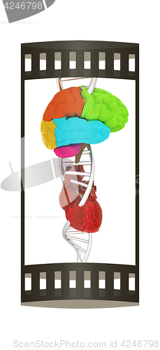 Image of DNA, brain and heart. 3d illustration. The film strip